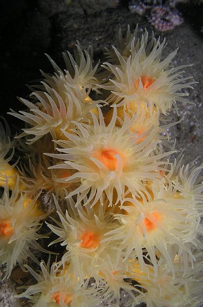 ab_corail jaune.JPG - Corail solitaire jaune Ouessant Antoine Bélec